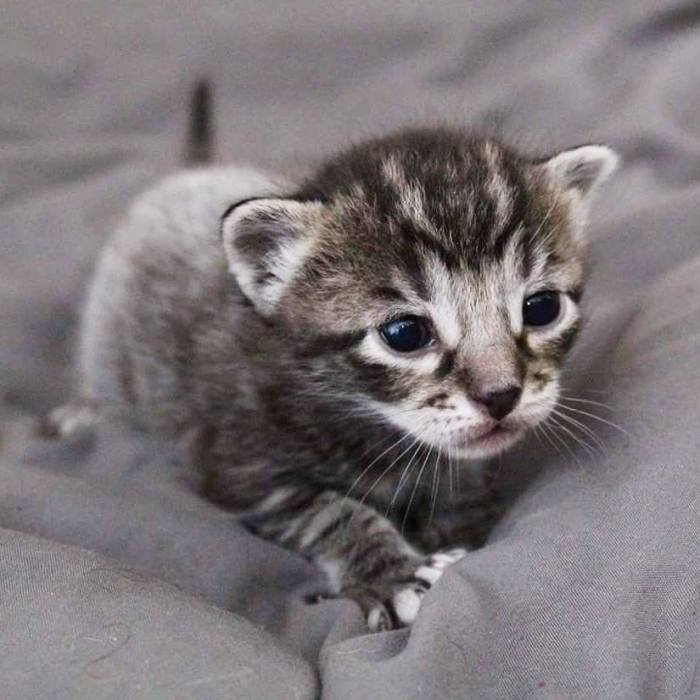 I Photographed The Most Adorable Color-Changing Kittens!