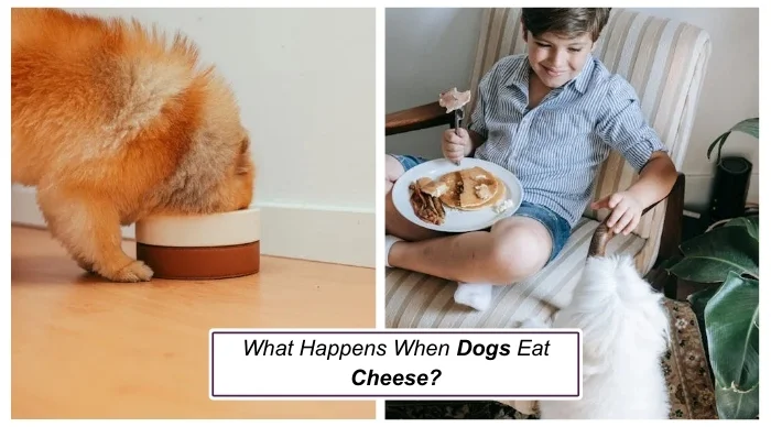 What Happens When Dogs Eat Cheese?
