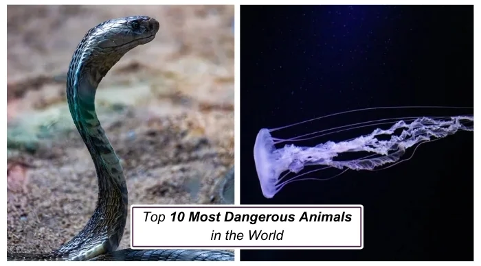 Top 10 Most Dangerous Animals in the World