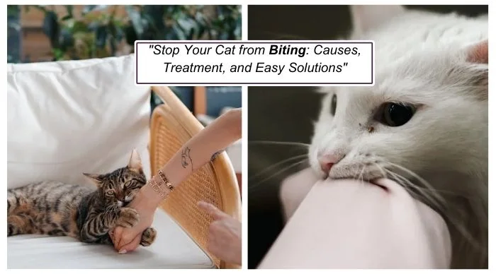 Stop Your Cat from Biting: Causes, Treatment, and Easy Solutions