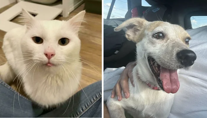 35 Heartwarming Pet Adoption Stories That Show the Power of Rescue (July Edition)
