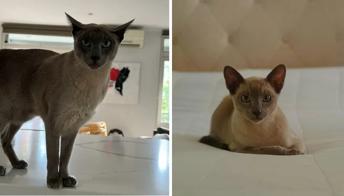 This Sneaky Tonkinese Cat Stole 15+ Things From Neighbors And They Still Adore Him