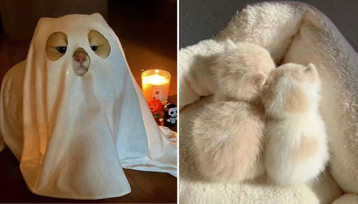 44 Cutest Pet Photos That Will Instantly Melt Your Heart