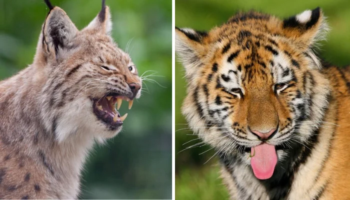 17 Hilarious Animal Moments Caught on Camera You Won’t Believe Are Real