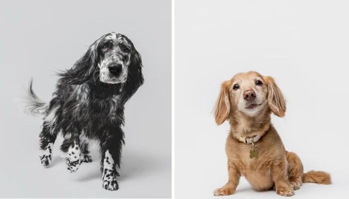 50 Adorable and Funny Dog Photos That Prove Greg Murray Is the Top Pet Photographer