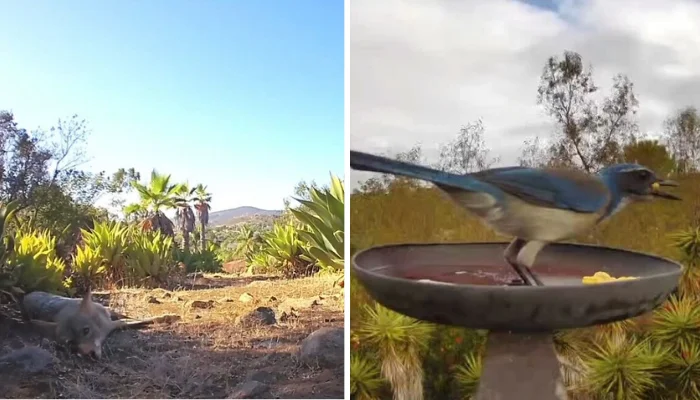 Woman Installs Camera at Backyard Fountain and Captures 26 Amazing Wildlife Visitors