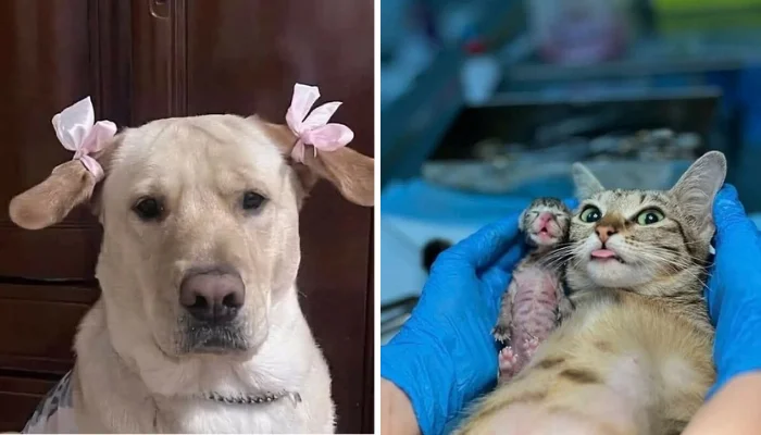 27 Funny Animal Moments Caught on Camera That Will Melt Your Heart