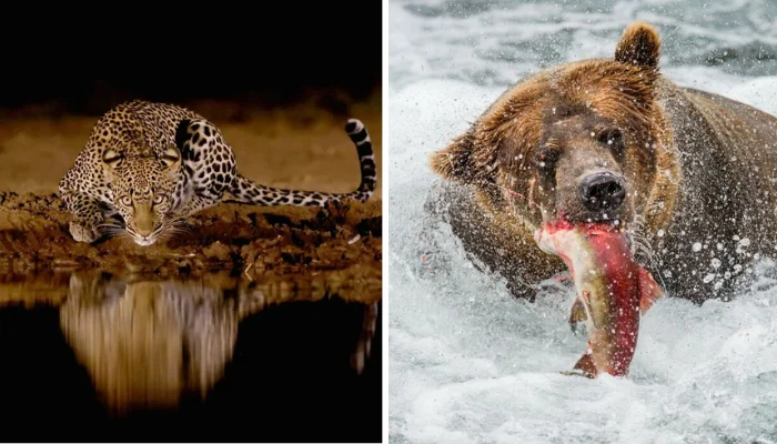 50 Stunning Wildlife Photos That Show Nature’s Wild Beauty