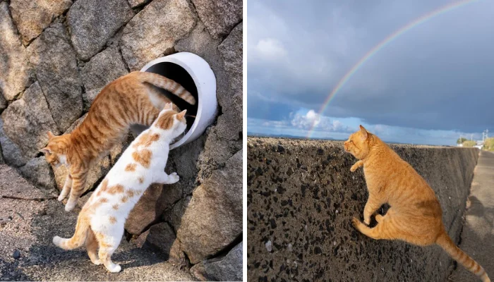 40 Hilarious Cat Photos Taken by Masayuki Oki (Latest Pictures)