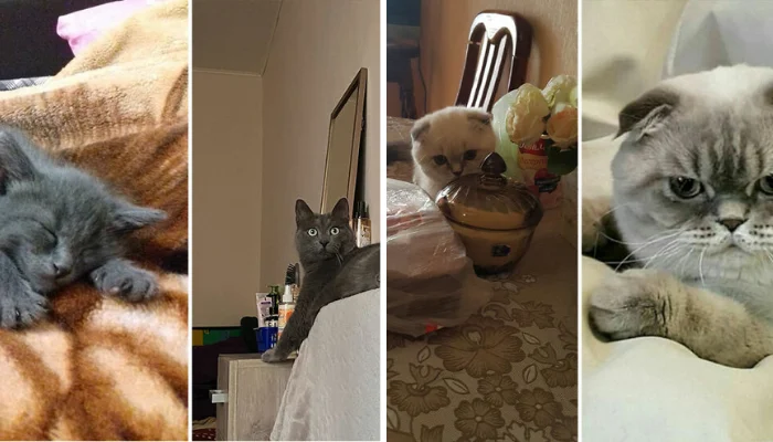 From Kittens to Cats: Heartwarming ‘Then and Now’ Photos of Growing Felines